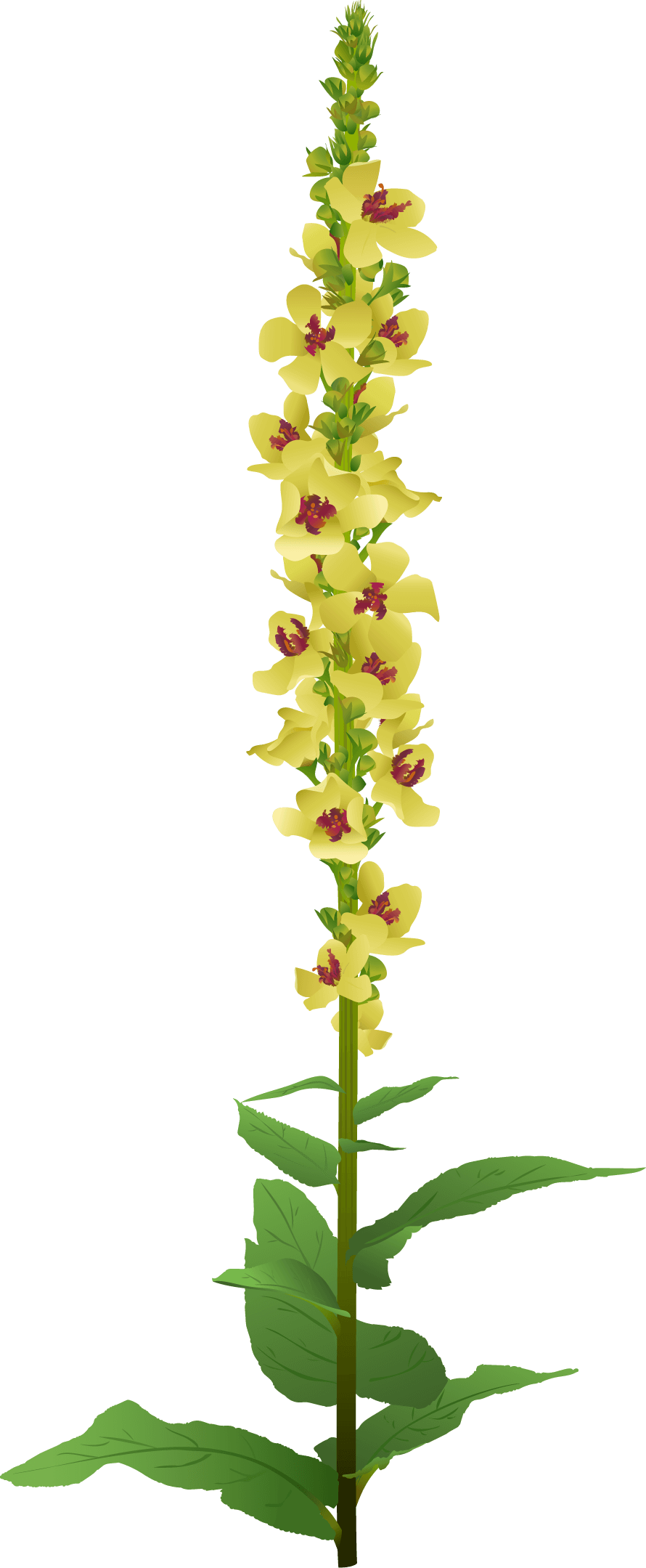 Dark Mullein